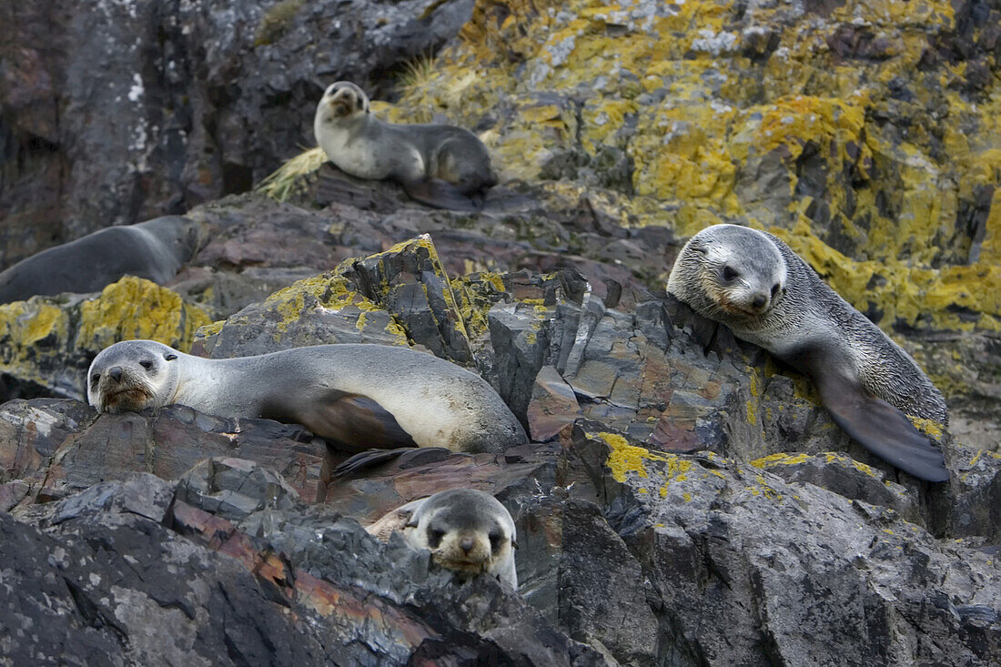 Southern fur seals, Arctocephalus gazella, resting on jagged rocks.