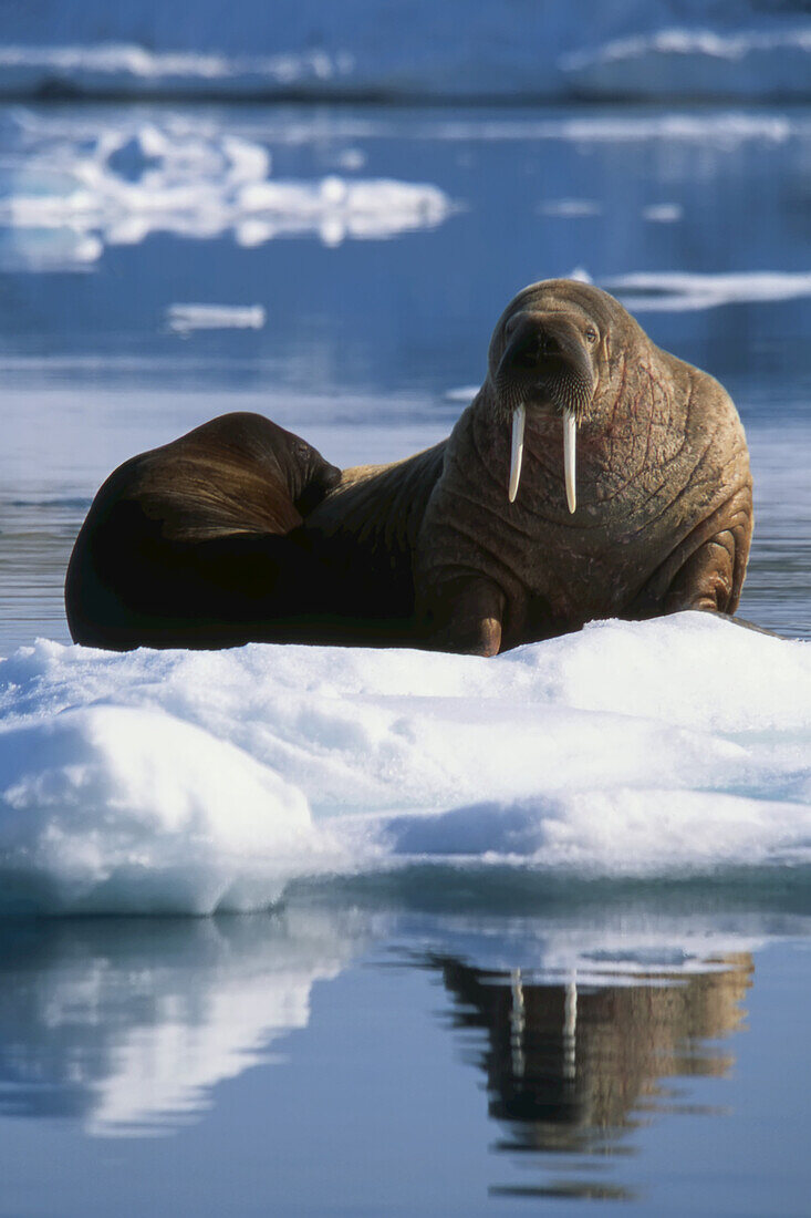 Ein Atlantisches Walross säugt sein Kalb auf einer Eisscholle.