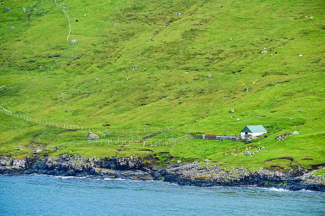 Shed near the ocean shore with sheep grazing on the grassy mountainside, view from Island Ferry MS Norröna sailing from Iceland, drive through the island of the Faroe Islands, an autonomous Denmark Territory; Faroe Islands