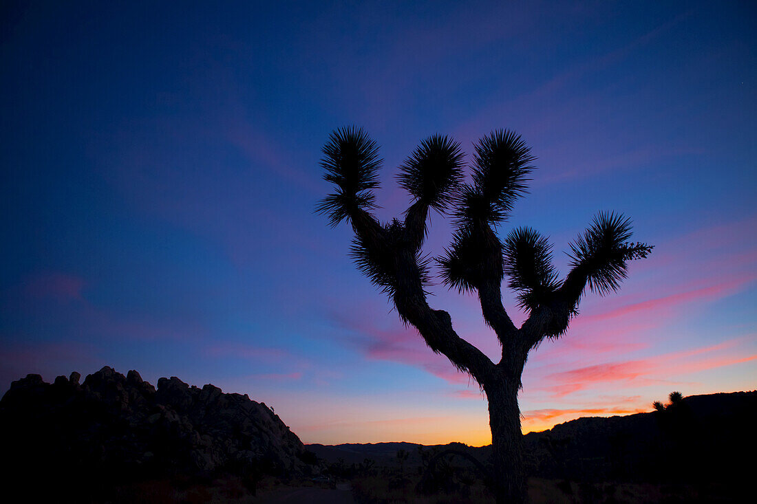 Silhouette eines Joshua-Baums (Yucca brevifolia) vor einem Sonnenuntergang mit rosa Wolken; Joshua Tree National Park, Kalifornien, Vereinigte Staaten von Amerika