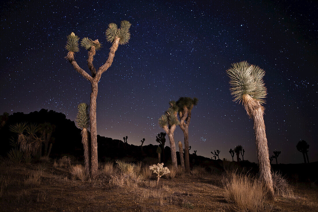 Joshua-Bäume (Yucca brevifolia) stehen vor einem sternenklaren Nachthimmel; Joshua Tree National Park, Kalifornien, Vereinigte Staaten von Amerika