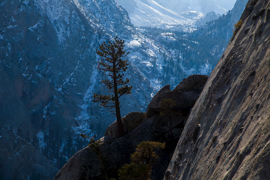 Silhouette einer einzelnen Kiefer, die von einem Felsvorsprung hoch oben in den Felswänden wächst, die das Whitney Portal, das Tor zum Mount Whitney, umgeben, mit dem schneebedeckten Berghang der Sierras; Lone Pine, Kalifornien, Vereinigte Staaten von Amerika