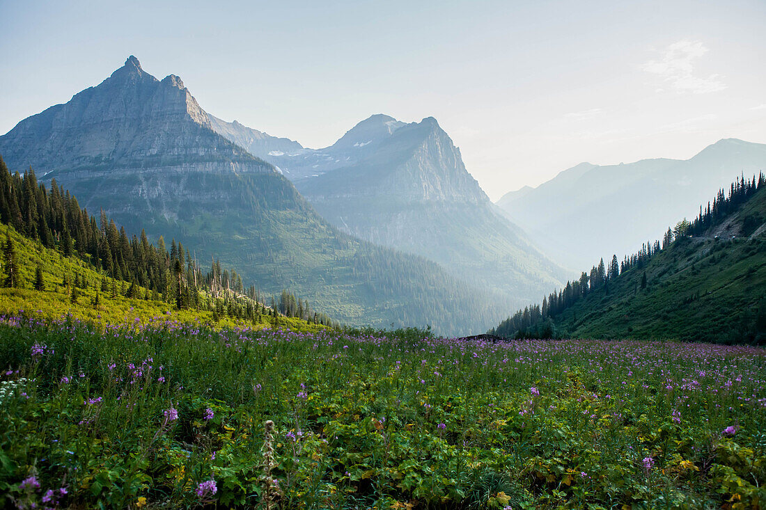 Wiese mit lila Wildblumen vor den majestätischen Berggipfeln im Glacier National Park; West Glacier, Montana, Vereinigte Staaten von Amerika