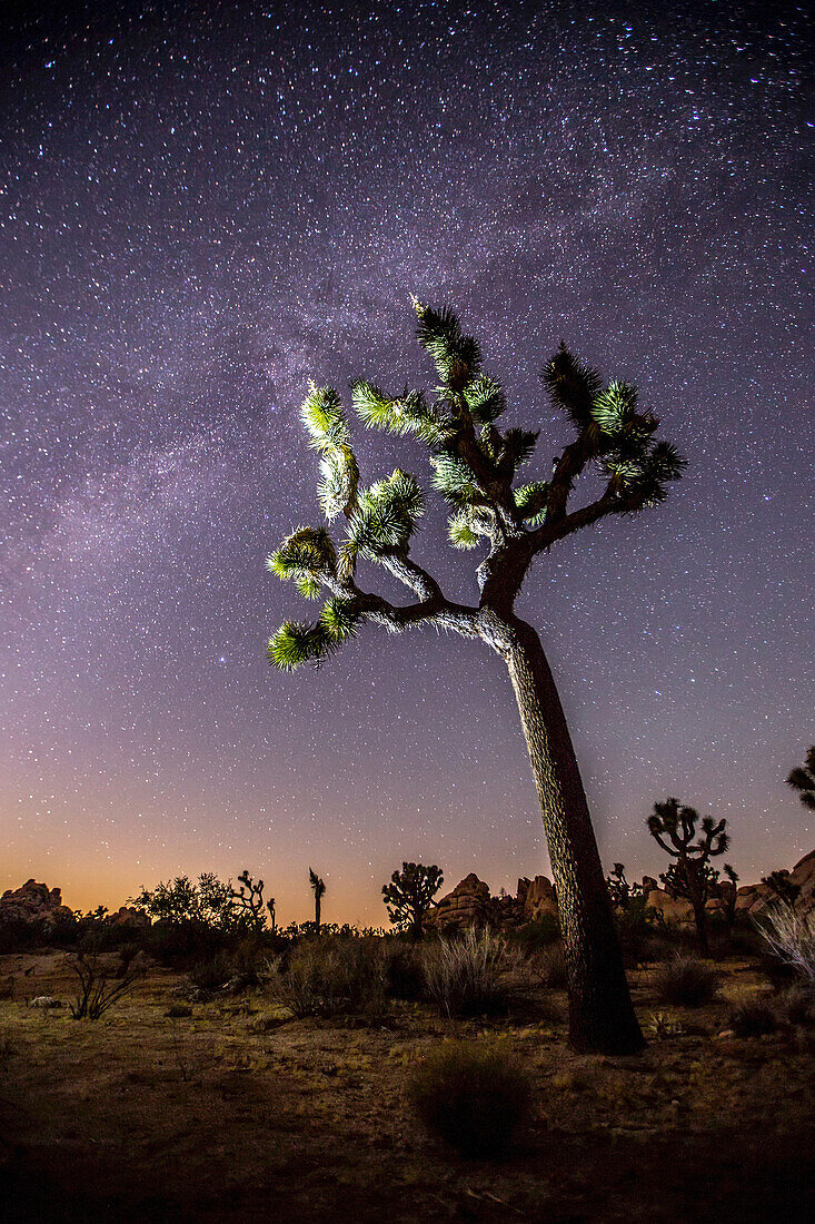 Joshua-Baum (Yucca brevifolia) vor einem sternenklaren Nachthimmel mit dem orangefarbenen Leuchten des Sonnenuntergangs am Horizont; Joshua Tree National Park, Kalifornien, Vereinigte Staaten von Amerika