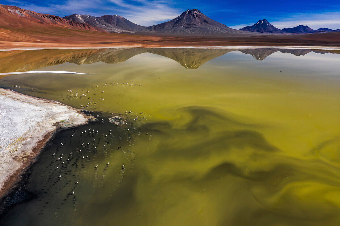 View from above of blooming algae and rare Andean flamingos (Phoenicoparrus andinus) in a high altitude lake; San Pedro De Atacama, Chile