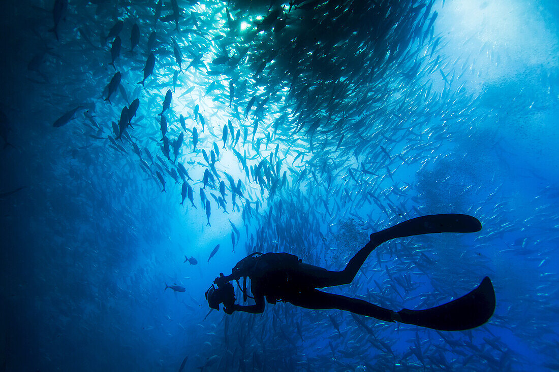 Schwarmfisch im Cabo Pumo National Park.