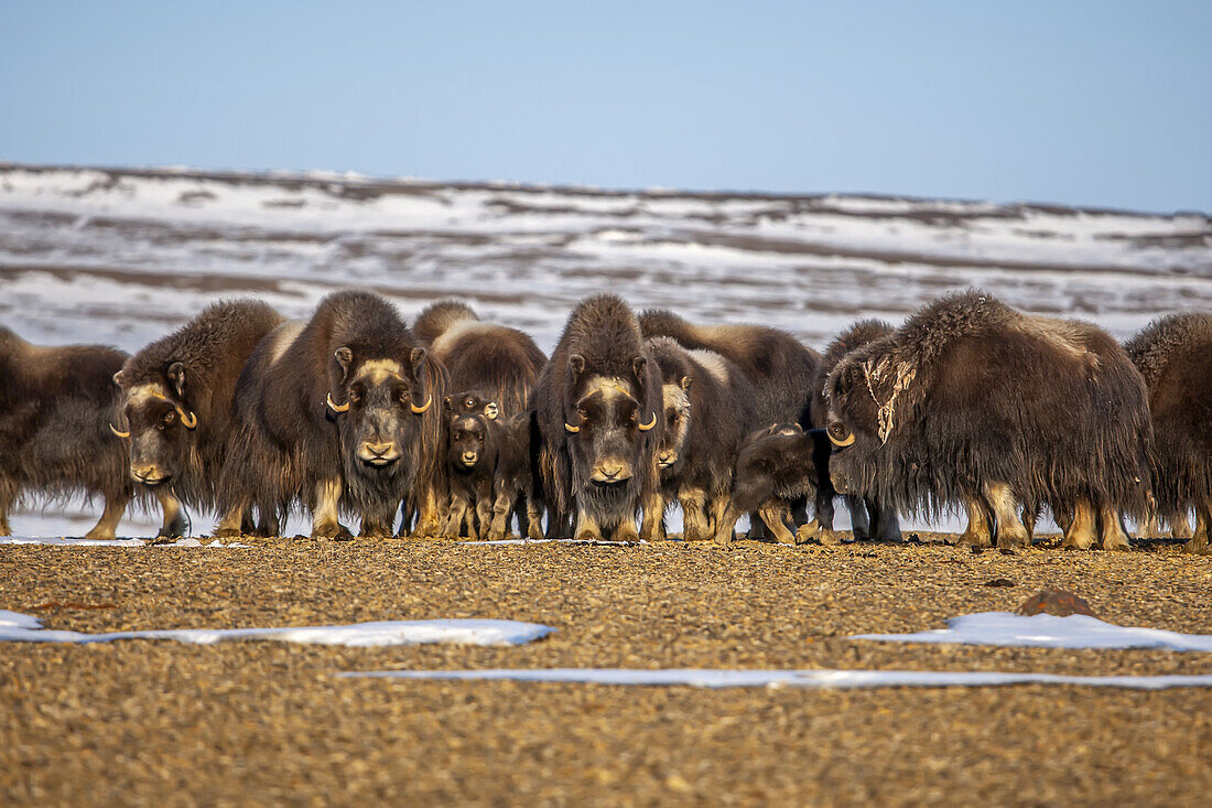 Muskoxen protect their young by forming a circle.