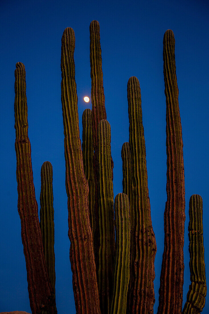 A giant Cardon cactus, Pachycereus pringlei, at night.