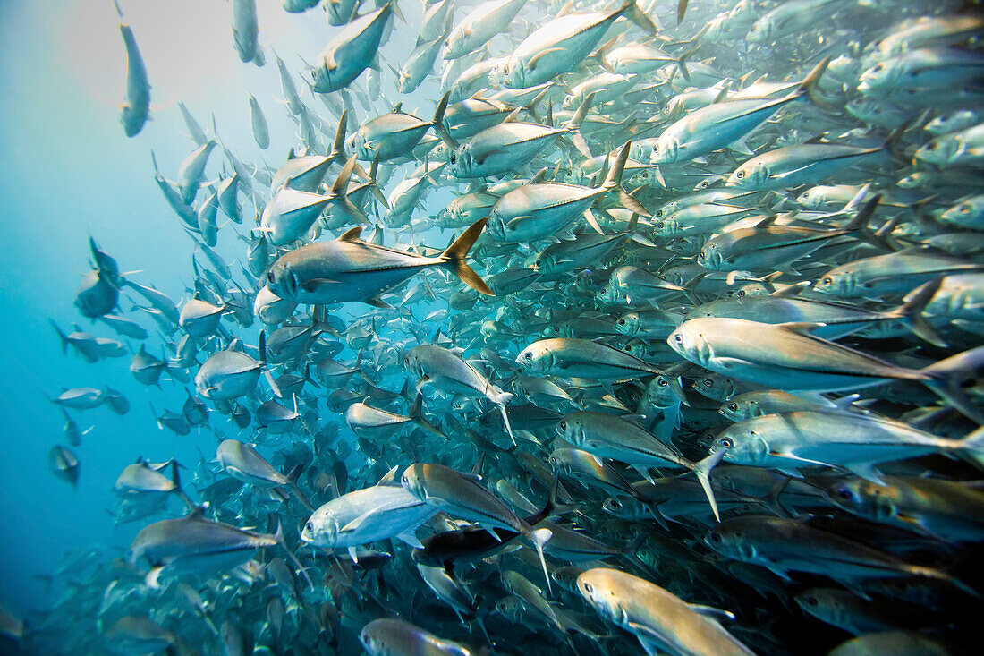 Schwarmfisch im Cabo Pumo National Park.