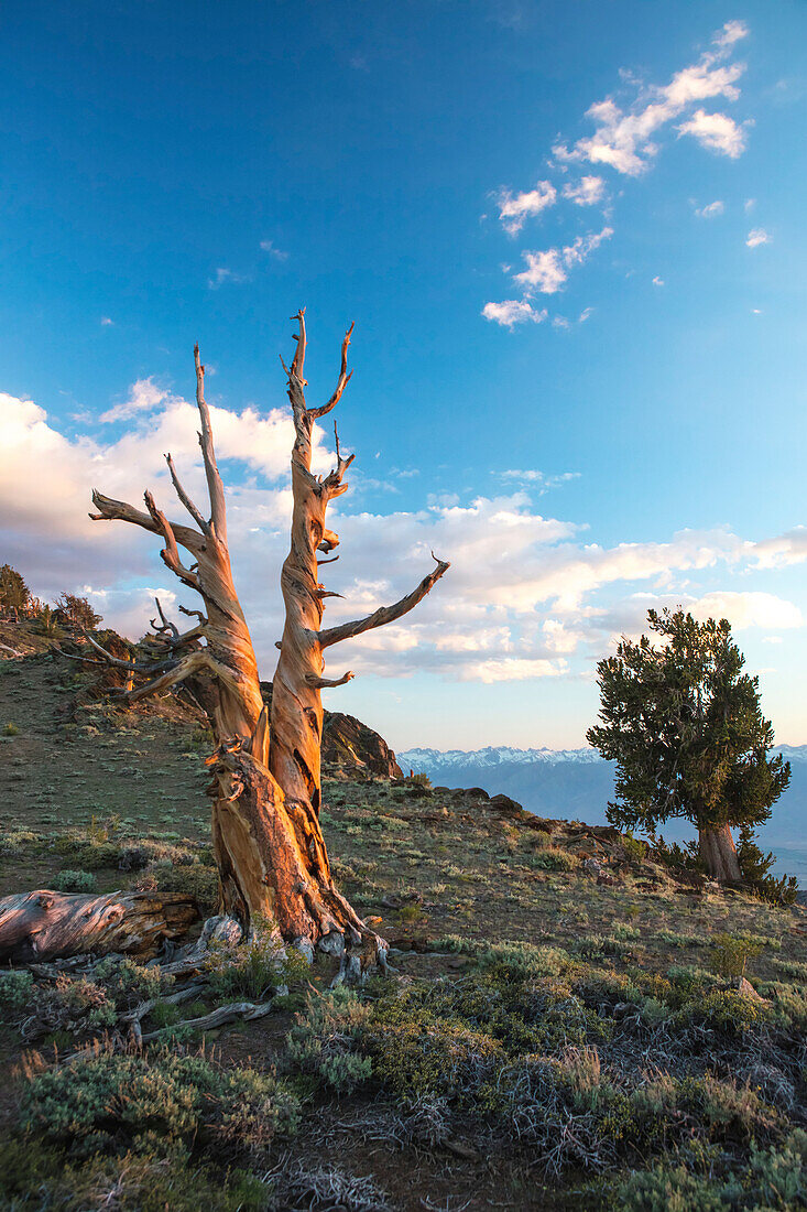 Ancient Bristlecone Pines at sunset.