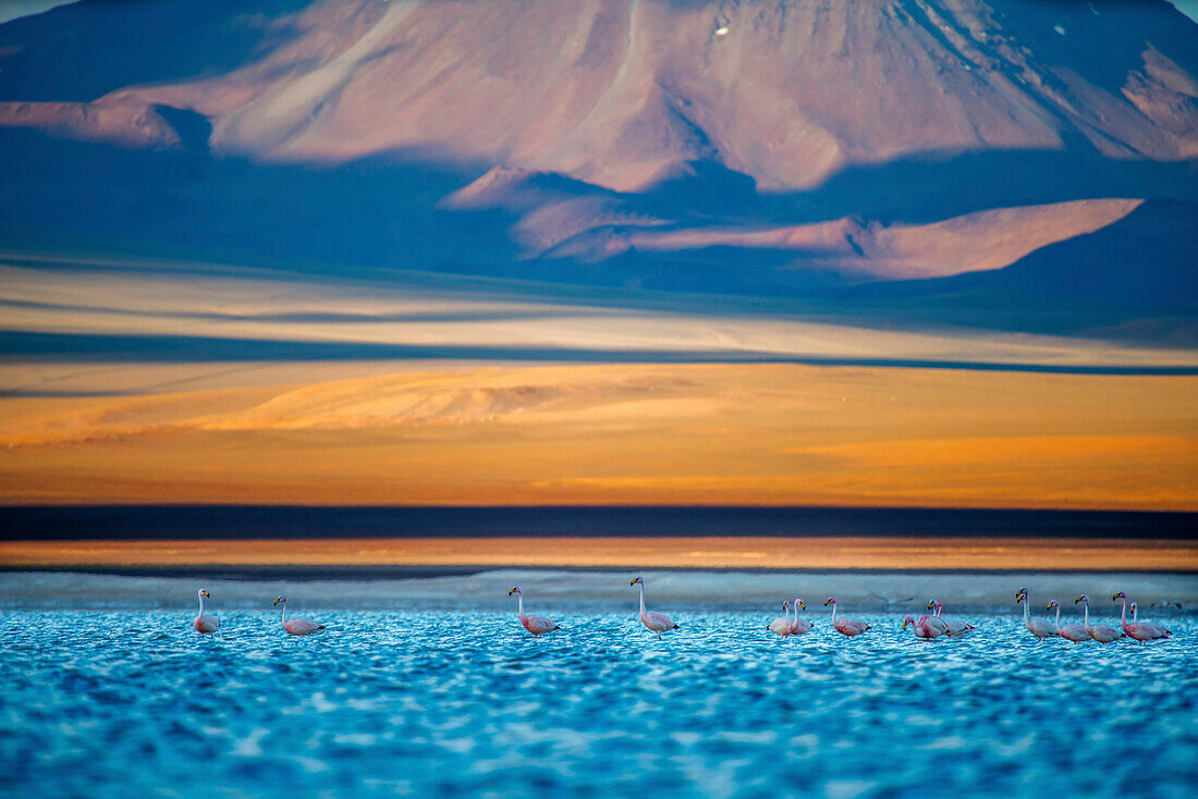 Seltene Andenflamingos in einem hochgelegenen See.