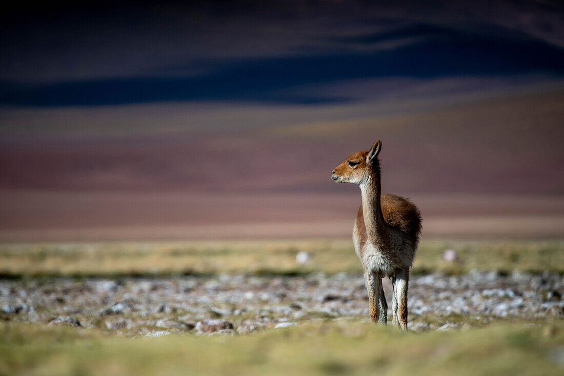 A young Vicuna in the Andes.