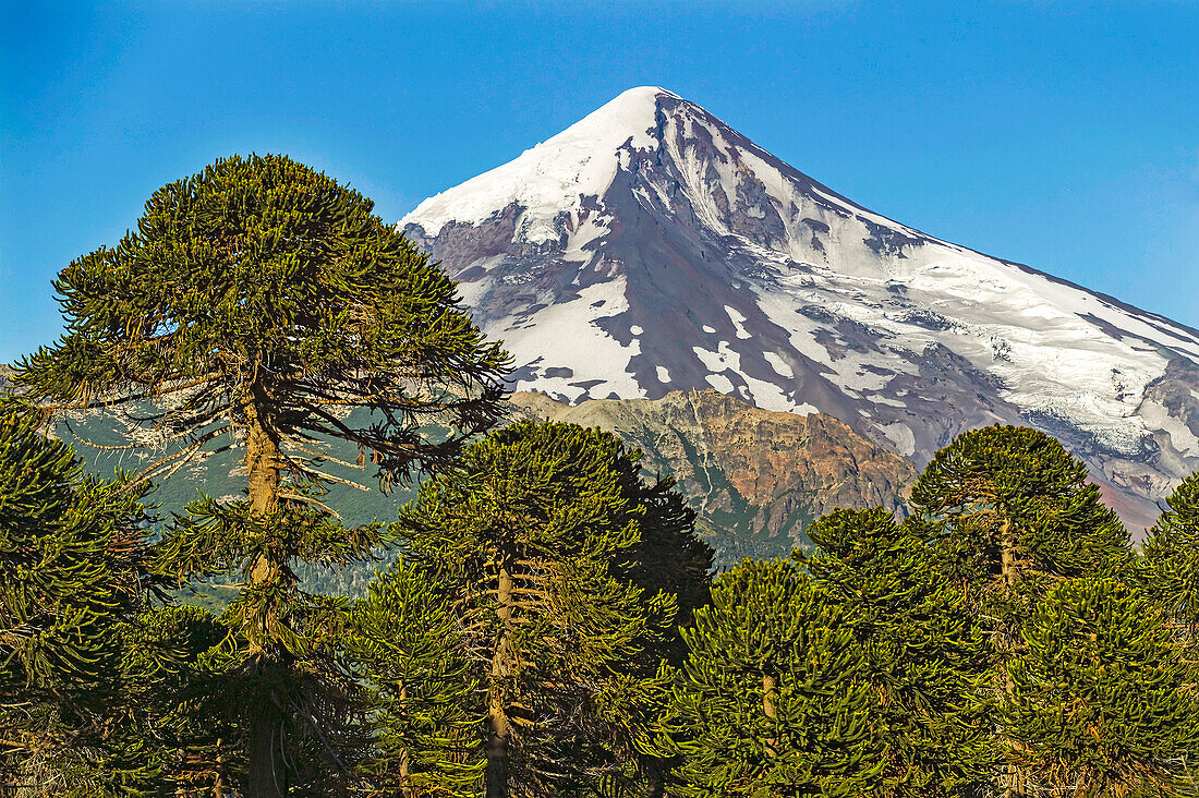 The snow-capped peak of Volcan Lanin in Parque National Lanin against a blue sky; Neuquen Province, Patagonia, Argentina