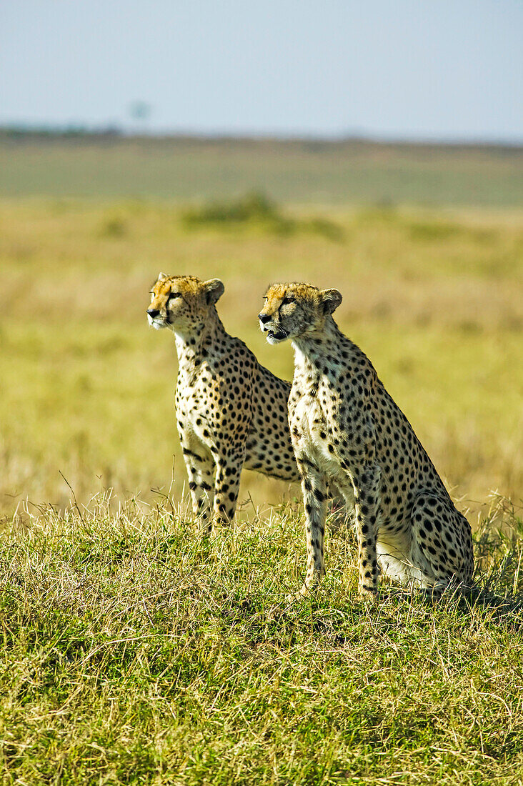Cheetahs, Acinonyx jubatus, in the Maasai Mara, Kenya.; In the western part of the Maasai Mara National Reserve, near Musiara Gate, Kenya.