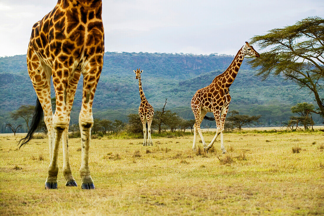 Rothchild's Giraffes, Giraffa camelopardalis, Kenya.; Lake Nakuru National Park, Rift Valley, Kenya.