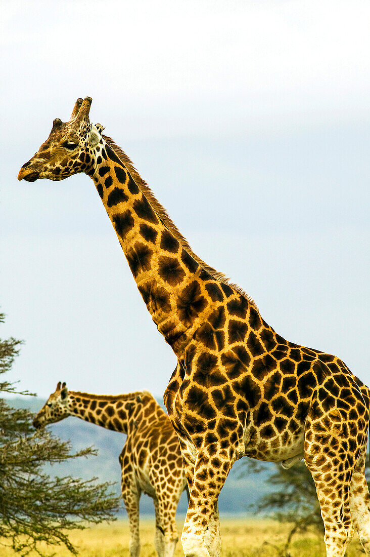 Rothschild-Giraffen, Giraffa camelopardalis, Kenia; Nakuru-See-Nationalpark, Rift Valley, Kenia.