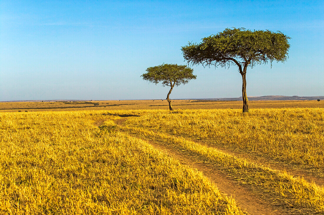 Acacia trees in the Maasai Mara National Reserve, Kenya.; The eastern part of the Maasai Mara National Reserve, Kenya.