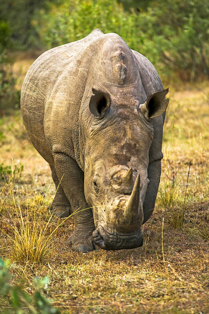 A White Rhino, Ceratotherium simum, in the Greater Mara, Kenya.; The Greater Mara area, outside and north of the Maasai Mara National Reserve, Kenya.