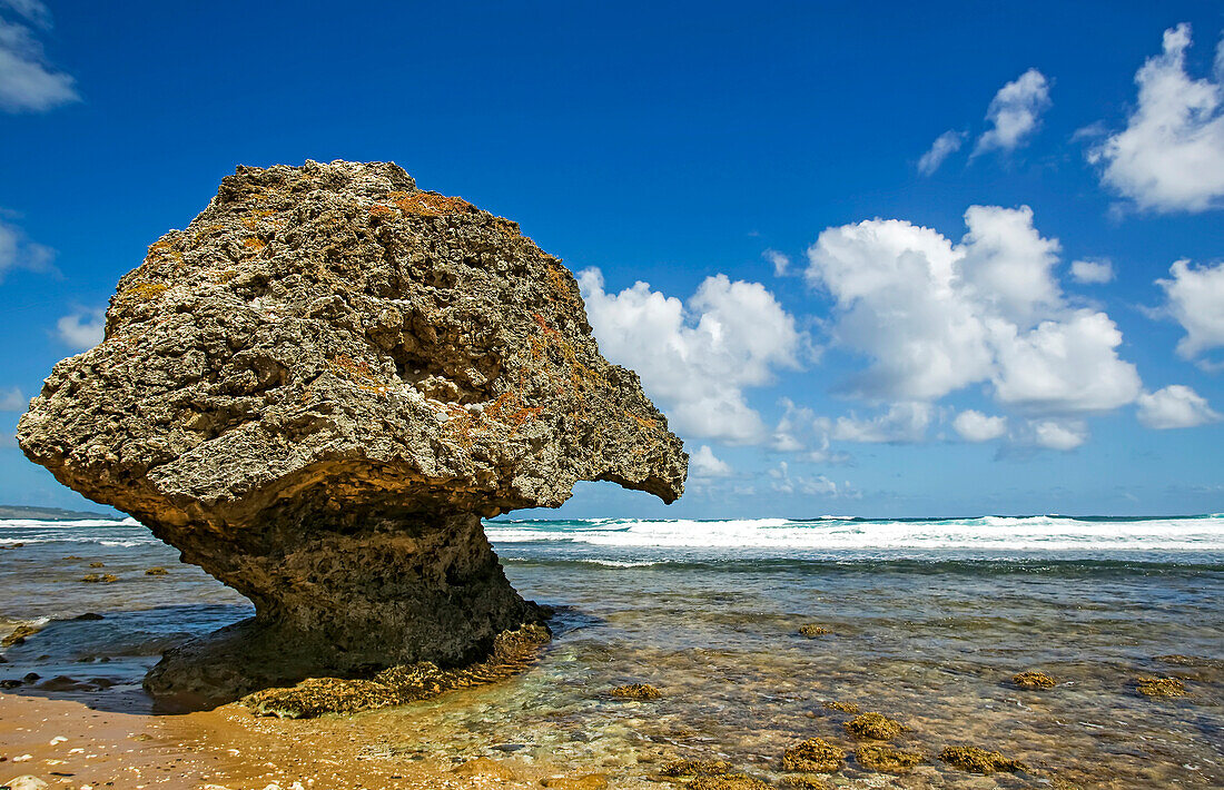 A low tide view of a shoreline rock formation, on the Caribbean coast.; Bathsheba, Barbados.