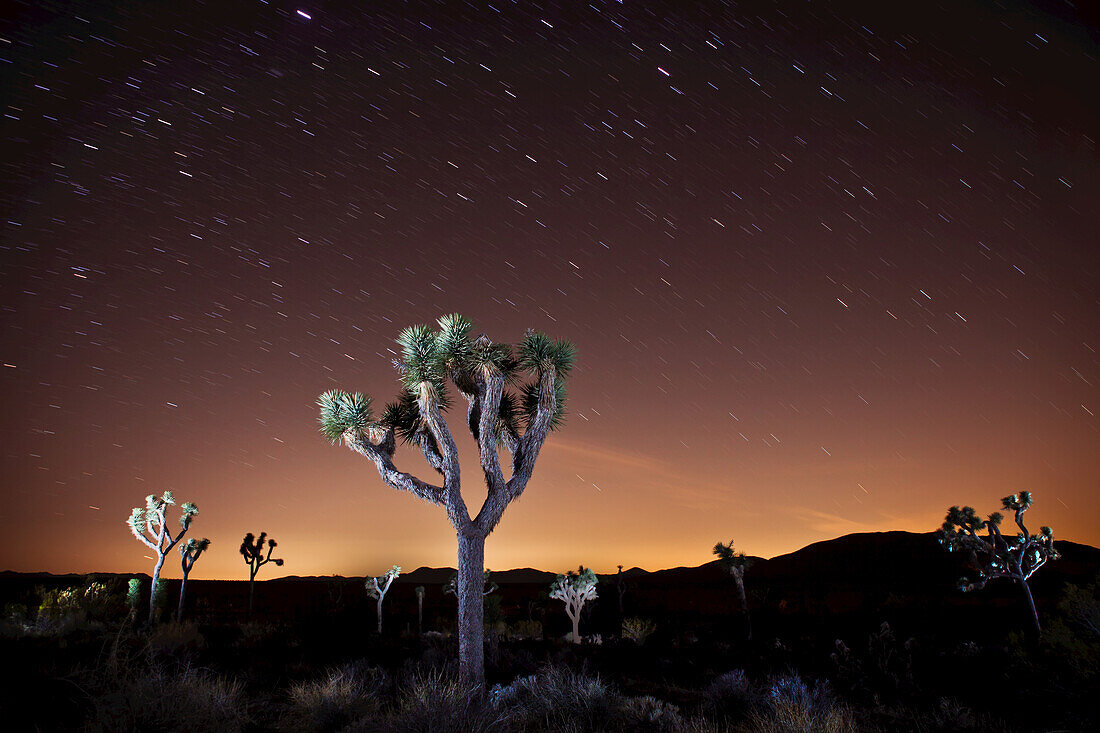 Sternenspuren am Nachthimmel über Joshua-Bäumen (Yucca brevifolia) mit einem goldenen Schein hinter dem Silhouettenhorizont; Joshua Tree National Park, Kalifornien, Vereinigte Staaten von Amerika