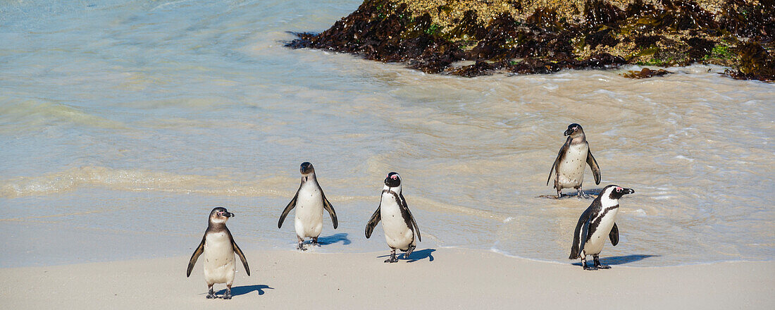 Nahaufnahme von Südafrikanischen Pinguinen (Spheniscus demersus), die am Boulders Beach in Simon's Town im Wasser stehen; Kapstadt, westliche Kap-Provinz, Südafrika