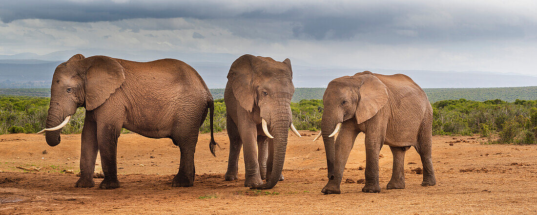African elephants (Loxodonta) at Addo Elephant National Park; Eastern Cape, South Africa