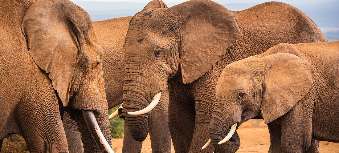 Afrikanische Elefanten (Loxodonta) im Addo Elephant National Park; Ostkap, Südafrika