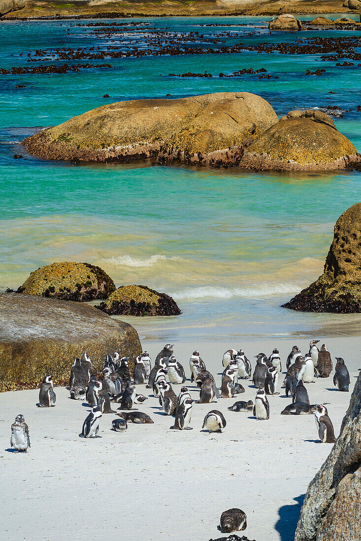 Eine Kolonie Südafrikanischer Pinguine (Spheniscus demersus) entlang des Boulders Beach am Wasser in Simon's Town; Kapstadt, Westliche Kap-Provinz, Südafrika