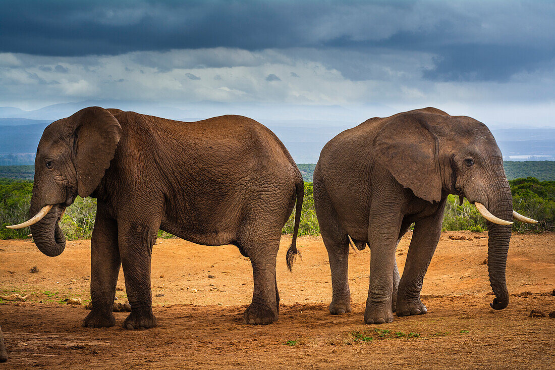 Zwei afrikanische Elefanten (Loxodonta) stehen Rücken an Rücken in der Savanne unter einem stürmischen Himmel im Addo Elephant National Park; Ostkap, Südafrika