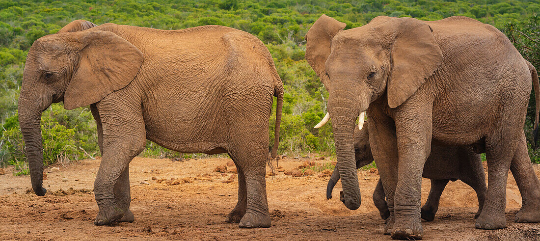 Afrikanische Elefanten (Loxodonta), Tierfamilie beim gemeinsamen Spaziergang durch die Savanne im Addo Elephant National Park; Ostkap, Südafrika