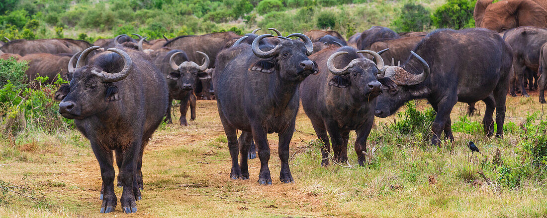 Porträt einer Herde afrikanischer Kaffernbüffel (Syncerus caffer caffer) in einem Feld im Addo Elephant National Park Marine Protected Area; Ostkap, Südafrika