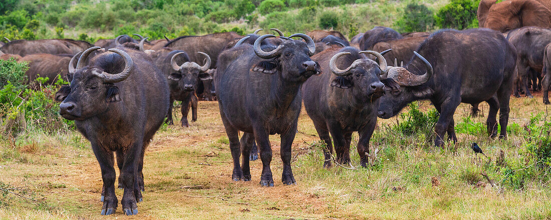 Portrait of a herd of African cape buffalo (Syncerus caffer caffer) standing in a field in Addo Elephant National Park Marine Protected Area; Eastern Cape, South Africa
