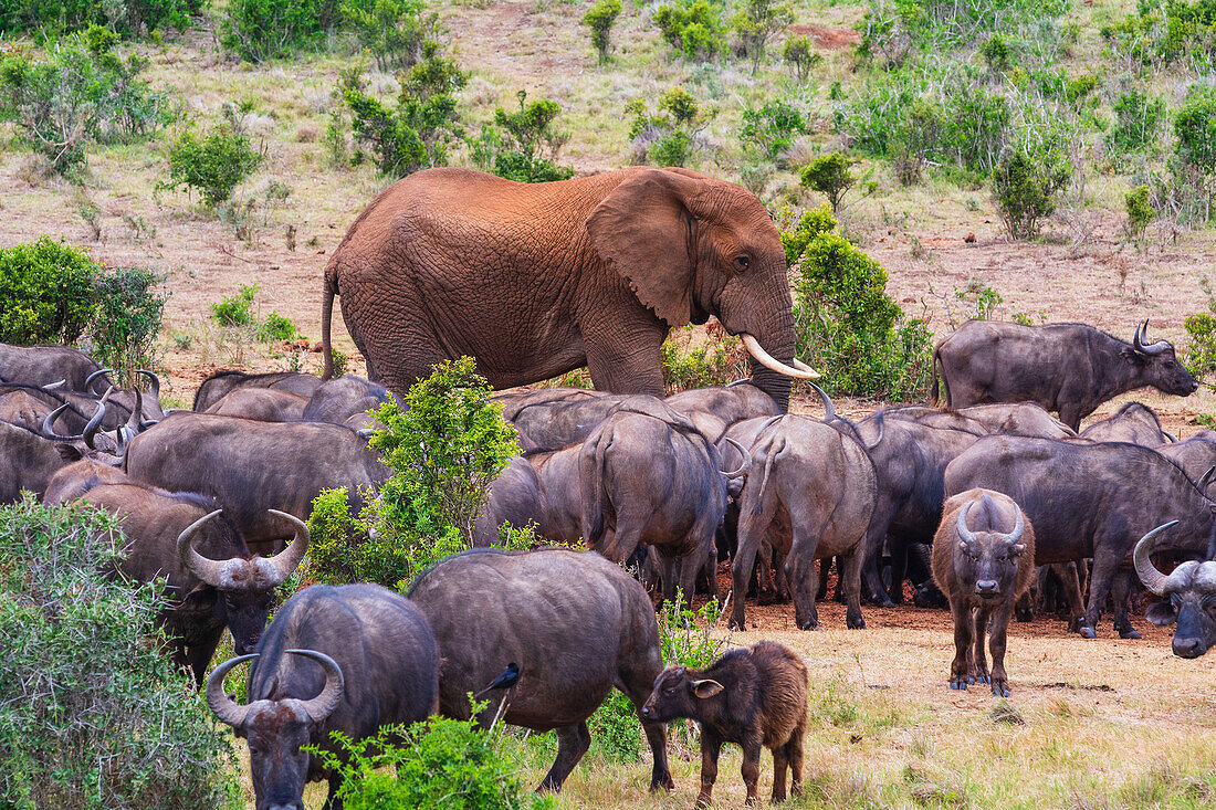 Afrikanischer Elefant (Loxodonta) geht durch eine Herde afrikanischer Kaffernbüffel (Syncerus caffer caffer) in der Savanne im Addo Elephant National Park Marine Protected Area; Ostkap, Südafrika