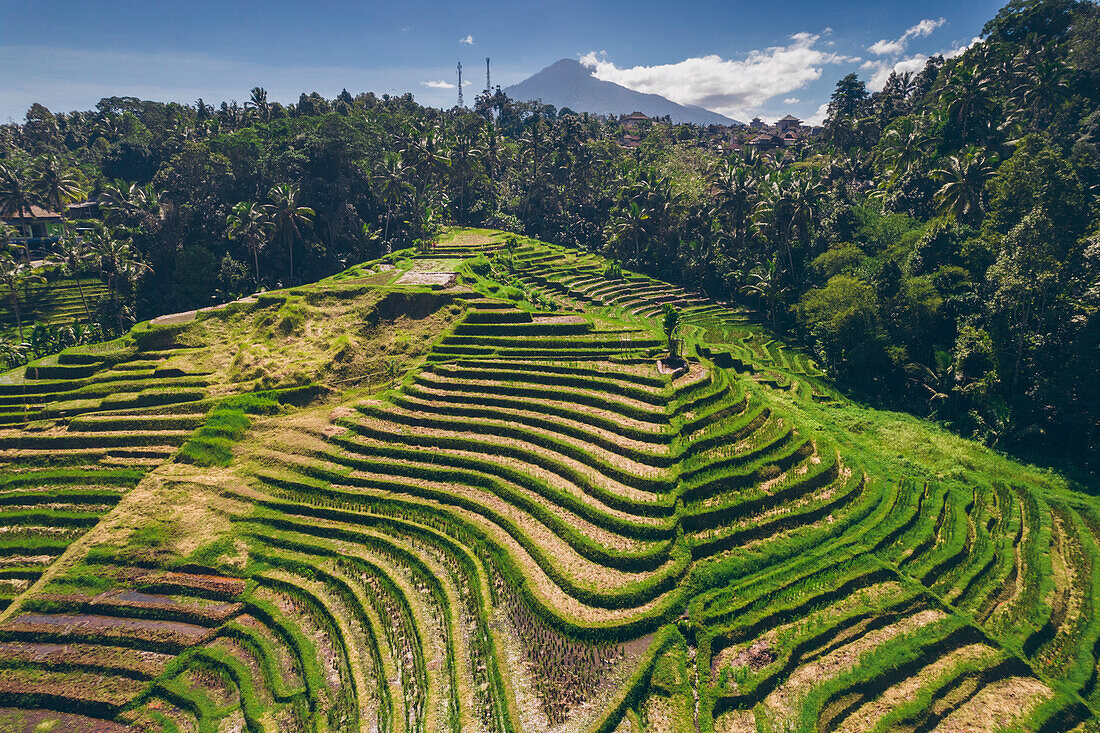 Aerial view of the Kotek Rice Terrace and the tropical forest surrounding the hill and a silhouetted mountain in the distant blue sky; Tabanan, Bali, Indonesia