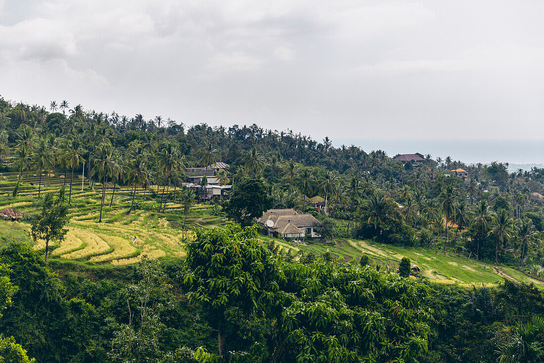 View of Farm buildings on the hillside with rice fields and tropical plants in Sambangan in the Sukasada District; Buleleng, Bali, Indonesia