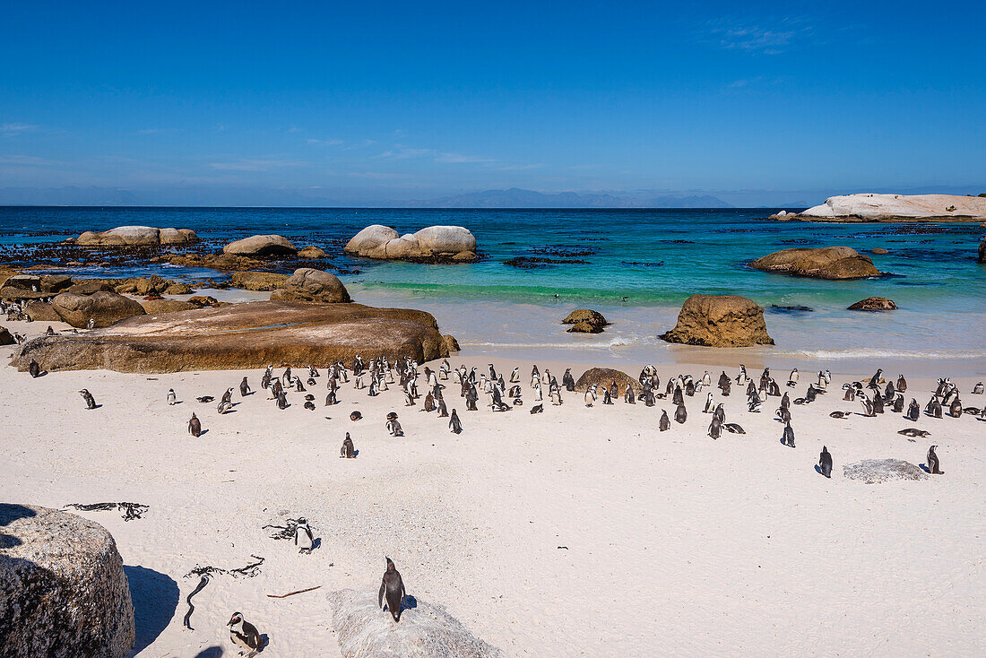 A colony of South African penguins (Spheniscus demersus) along Boulders Beach at the water's edge in Simon's Town; Cape Town, Western Cape Province, South Africa