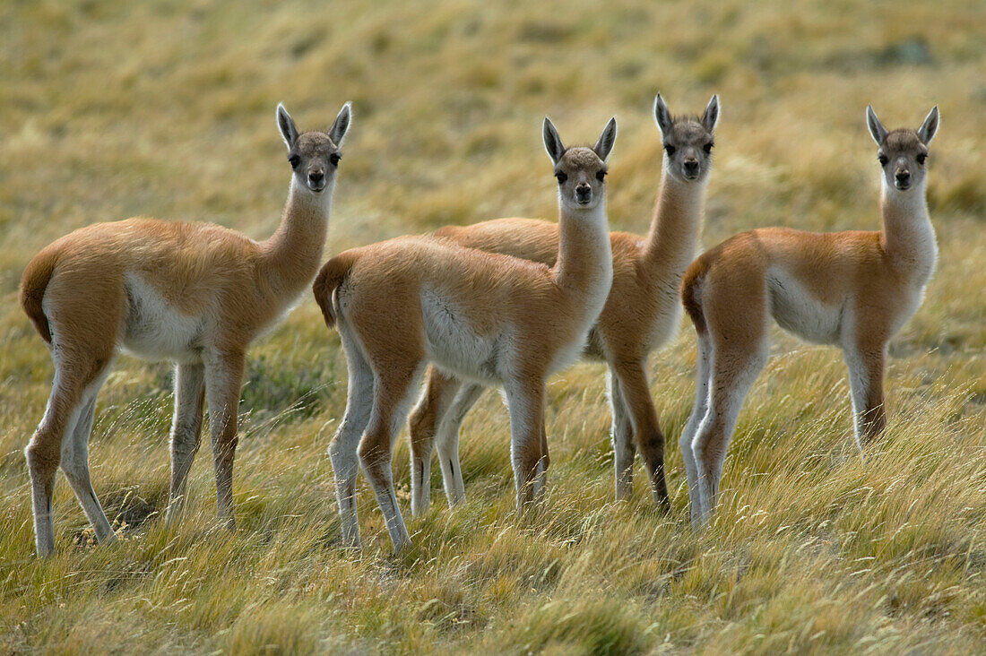 Guanaco, Lama guanicoe, in Pali Aike National Park, Patagonia, Chile.; Pali Aike National Park, Punta Arenas, Patagonia, Chile.