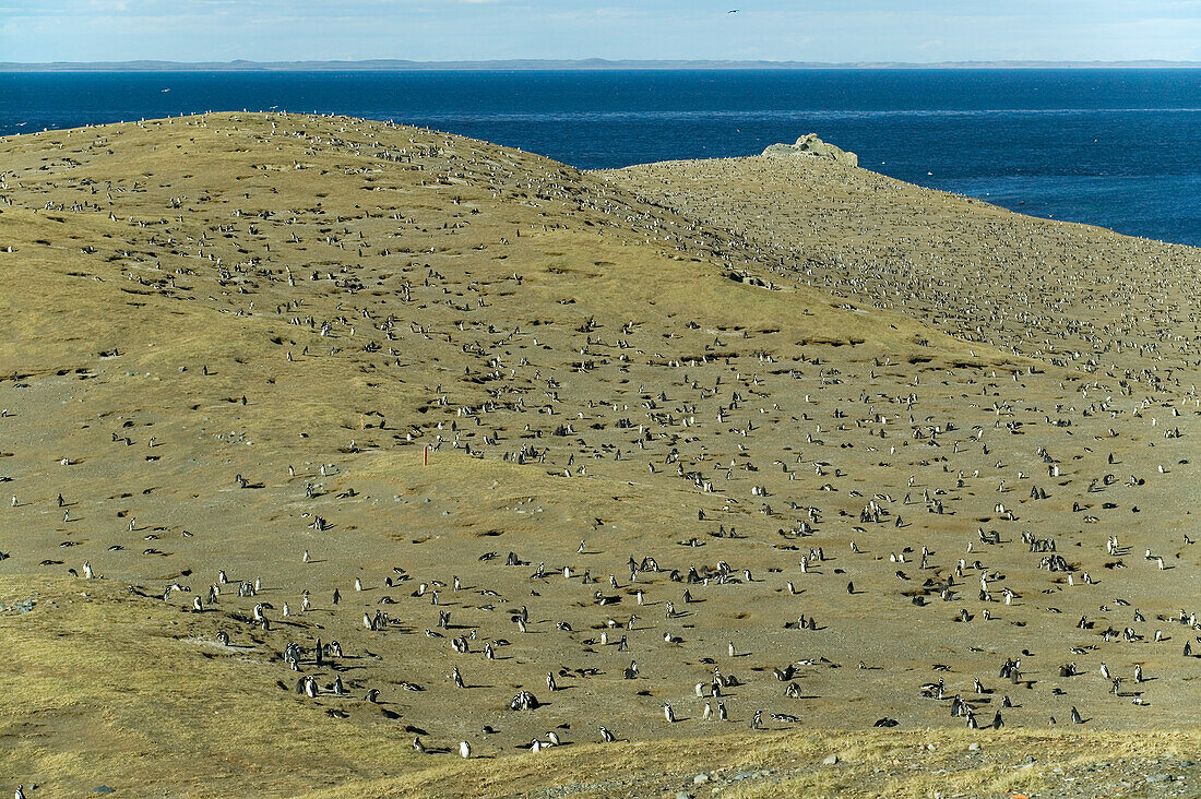 A nesting site for Magellanic penguins, Spheniscus magellanicus, Chile; Isla Magdalena, Magellan Strait, Punta Arenas, Patagonia, Chile.
