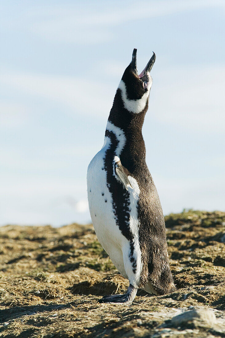 A Magellanic penguin calling out, Chile.; Isla Magdalena, Magellan Strait, Punta Arenas, Patagonia, Chile.
