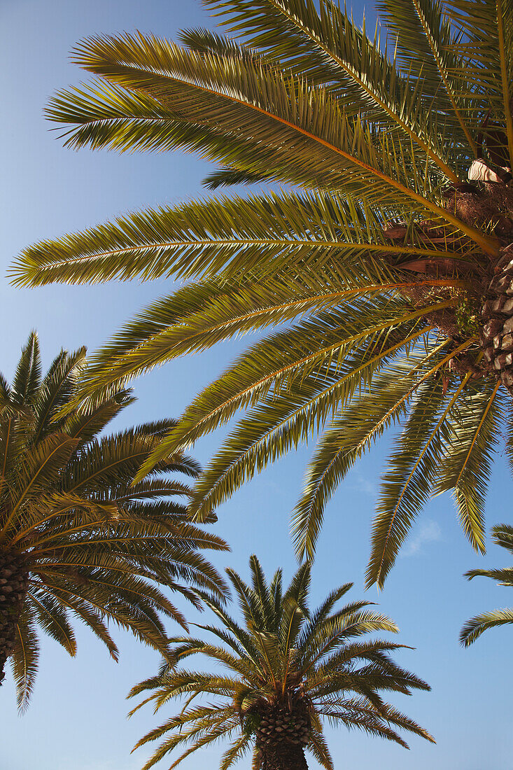 Palmen in der Stadt Cagliari, südliches Sardinien, Italien; Cagliari, Sardinien, Italien.