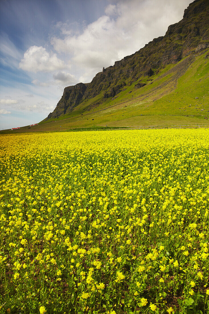 Kale growing on farmland near Skogar, on the south coast of Iceland.; Skogar, Iceland.