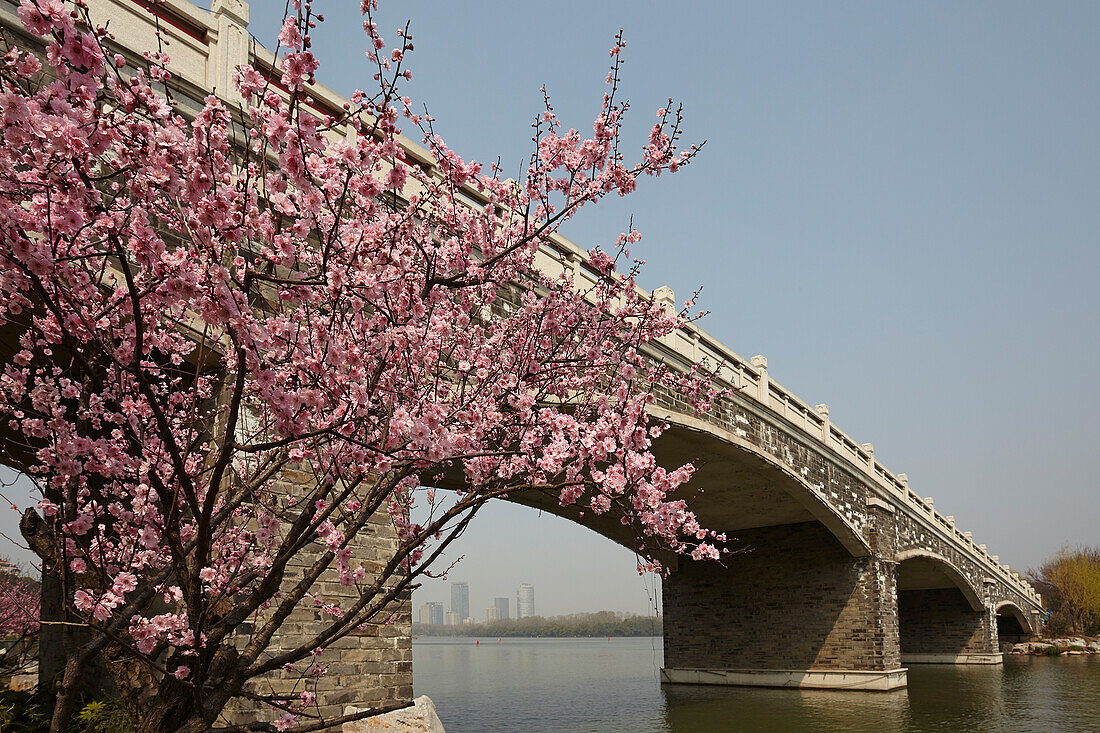 Frühlings-Pflaumenblüten neben dem Xuanwu-See in Nanjing, Provinz Jiangsu, China; Xuanwu-Park, Nanjing, Provinz Jiangsu, China.