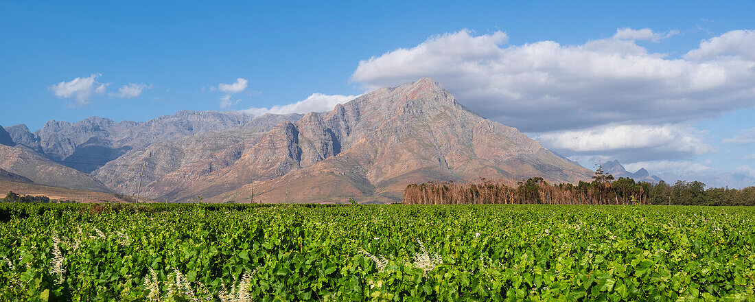 Lush grapevines in a vineyard with mountain peak in the distance in the Cape Winelands Region, Franschhoek; Western Cape, South Africa