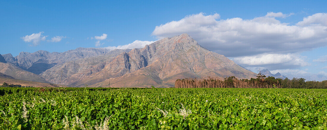 Üppige Weinreben in einem Weinberg mit Berggipfel in der Ferne in der Cape Winelands Region, Franschhoek; Westkap, Südafrika