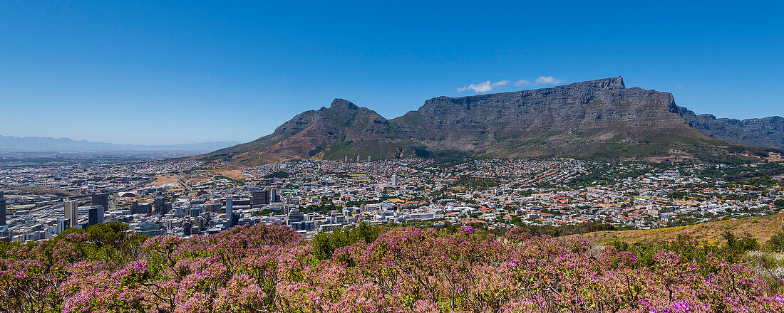 Overview of Cape Town city skyline and Table Mountain from Signal Hill; Cape Town, Western Cape Province, South Africa