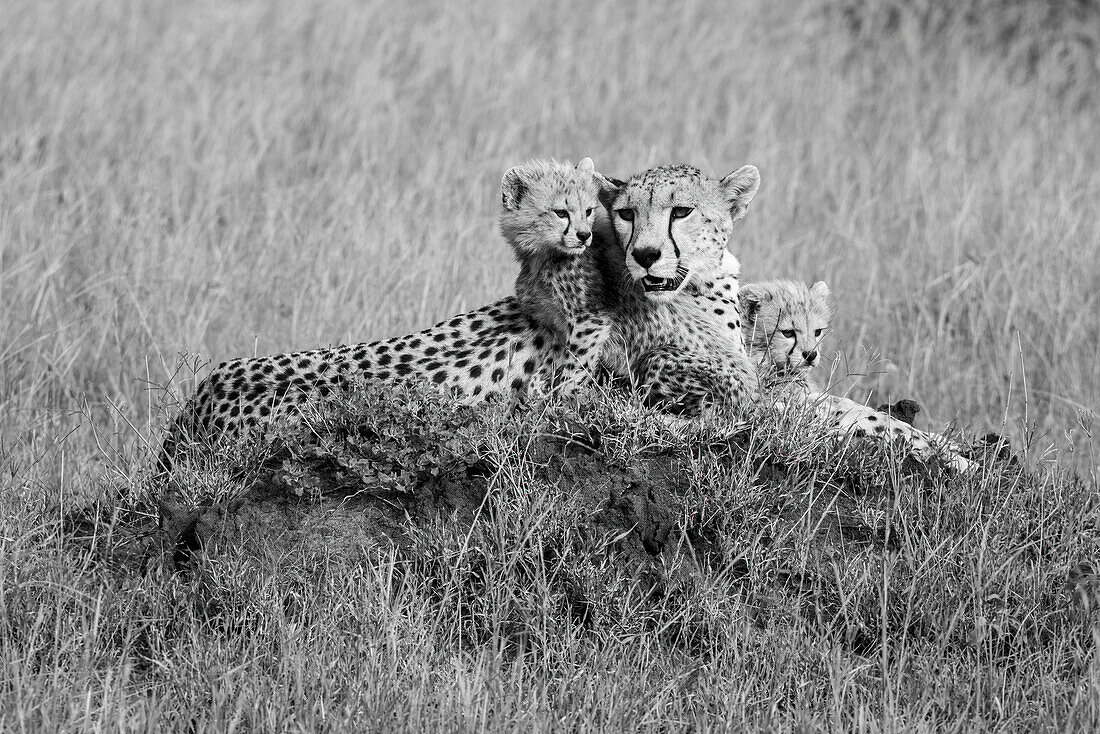 Cheetahs (Acinonyx jubatus), Mother animal with young cubs resting on a mound in the grassy savanna at the Grumeti Game Reserve; Tanzania