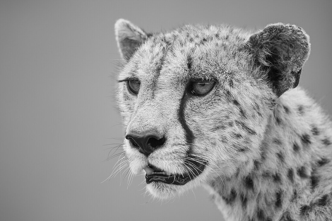 Nahaufnahme eines Geparden (Acinonyx jubatus), Kopf-Schulter-Porträt eines weiblichen Tieres, das in die Savanne in der Serengeti hinausschaut; Tansania