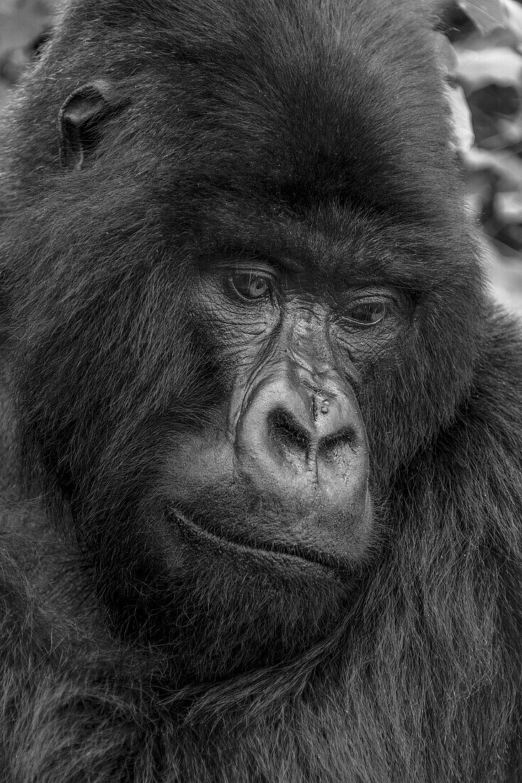 Close-up portrait of a silverback, eastern gorilla (Gorilla beringei) looking downward in the forest; Rwanda, Africa