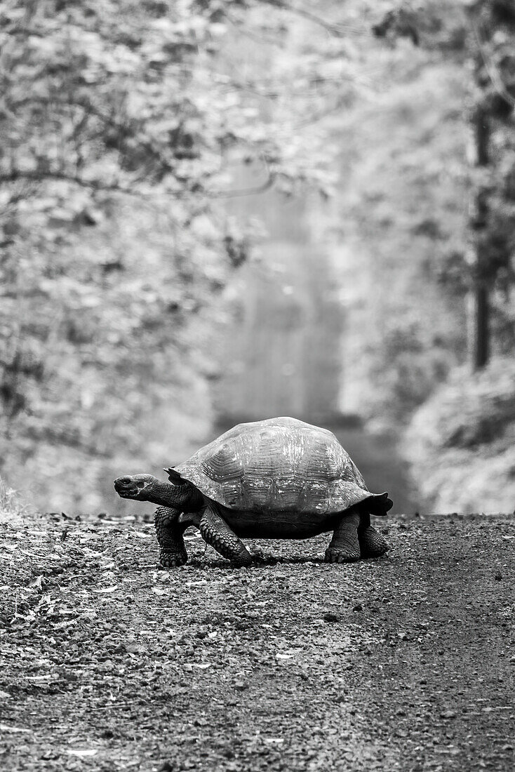 Galapagos-Riesenschildkröte (Chelonoidis niger) beim Überqueren einer unbefestigten Straße im Wald; Galapagos Inseln, Ecuador