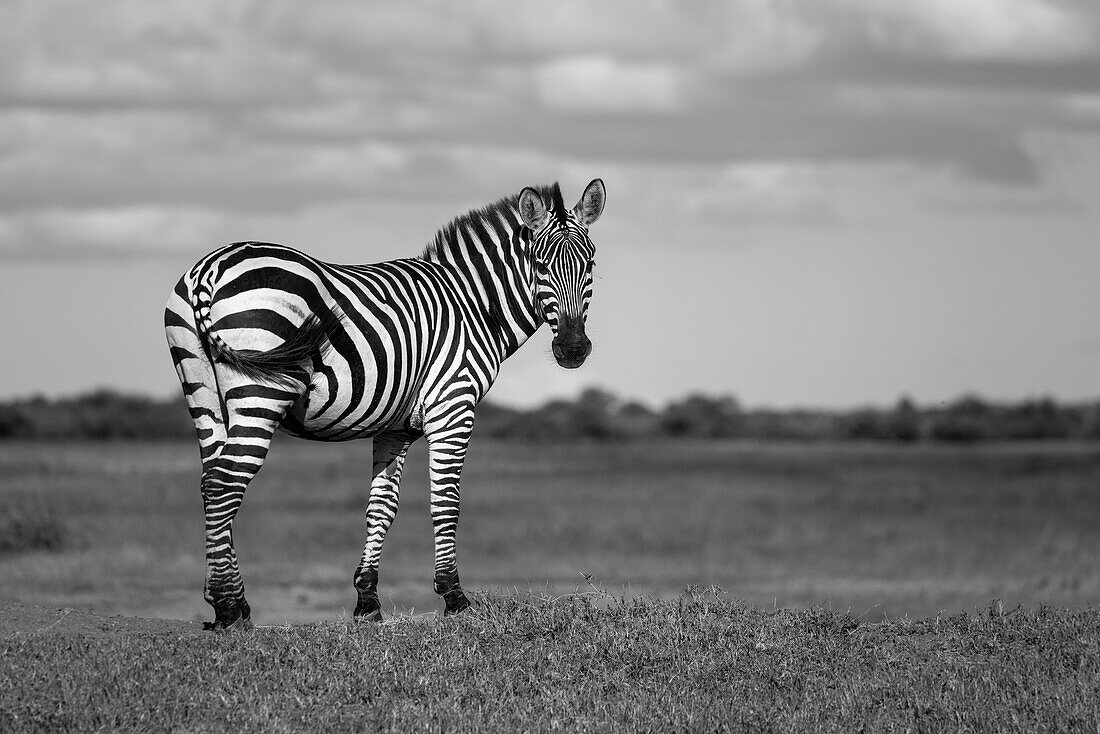 Portrait of a Burchell's zebra (Equus quagga burchellii) standing on a grassy bank on the savanna at the Grumeti Serengeti Tented Camp, turning and looking round; Grumeti, Tanzania